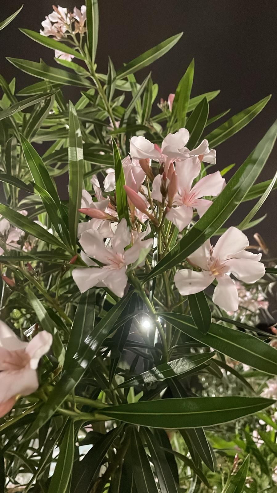 Insert Rizoma images&nbsp;(?)